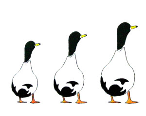 KAMO